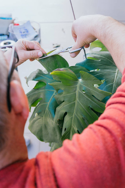 Ένας πενηντάρης κάνει κηπουρική. Κλείνει χειροκίνητα ένα πράσινο φυτό με ψαλίδι. Έχει γκρίζα μαλλιά και φοράει γυαλιά.. - Φωτογραφία, εικόνα