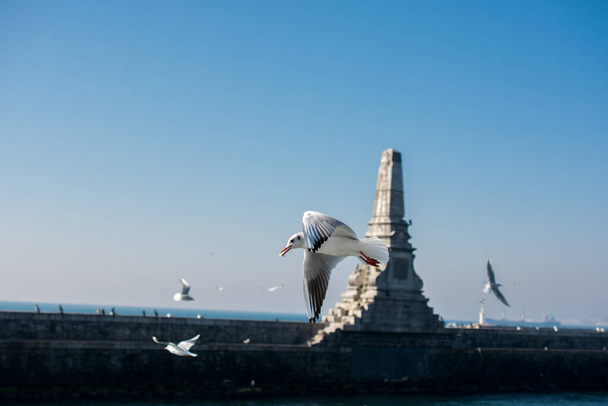 As gaivotas voam no fundo do céu azul - Foto, Imagem