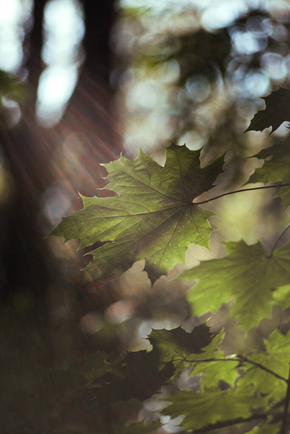 Maple leaf in sunlight in the forest - Φωτογραφία, εικόνα
