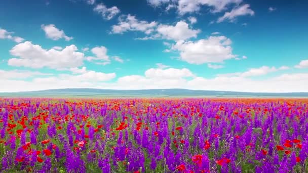 fioletowe kwiaty - Materiał filmowy, wideo