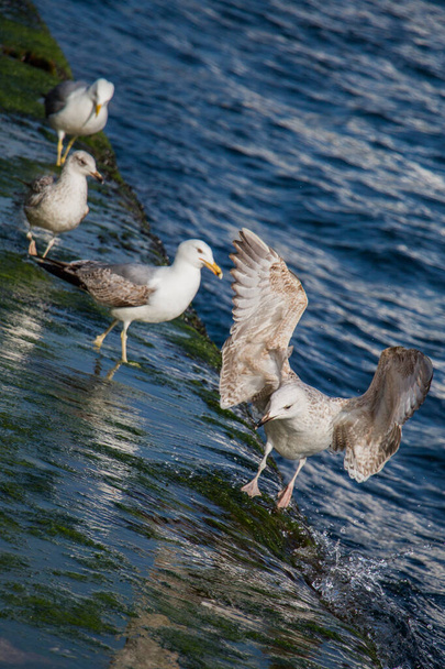 Seagulls is found on the shore of the sea - Photo, Image