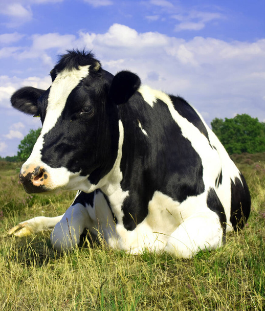 Vaca blanca y negra sentada en la hierba - Foto, Imagen