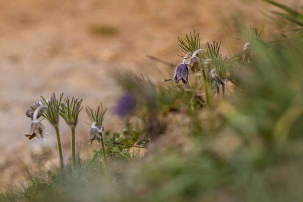 funny Pasqueflower plants with deep violet bloom and faded flowers, seeds on long hairy stem in grass field, spring symbol in warm direct sunlight, beauty of wild nature - Photo, Image