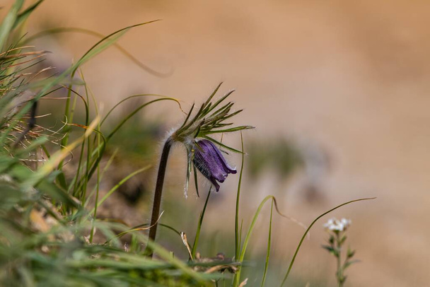 Pasqueflower deep violet flower on long hairy stem in green grass field, spring symbol tender inflorescence in warm direct sunlight, understanding nature concept - Photo, Image