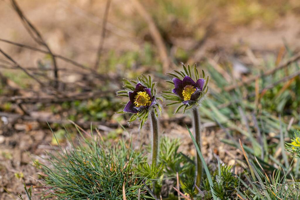 young and fresh Pasqueflower deep violet flowers lean to the sun in green grass field, spring symbol tender inflorescence in warm direct sunlight, nature wonder concept - Photo, Image
