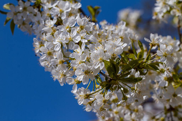 yksityiskohtaisesti antelias rikas ja raikas kukka hapan kirsikkapuu, lämmin miellyttävä kevät luonto herääminen auringonpaiste, henki kauneutta ja optimismia - Valokuva, kuva