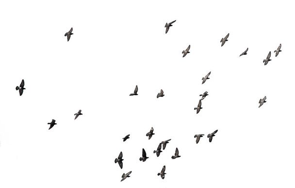 Стая птиц, изолированных на белом фоне. - Фото, изображение