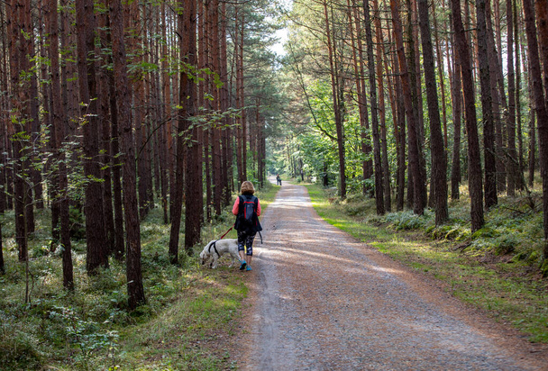 Un camino forestal entre las fragancias de pinos en la saliva del Vístula entre Jantar y Stegna. Polonia - Foto, imagen