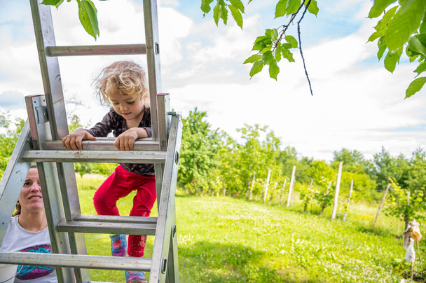 Cute blonde girl picking a cherry tree from a ladder. - Фото, зображення