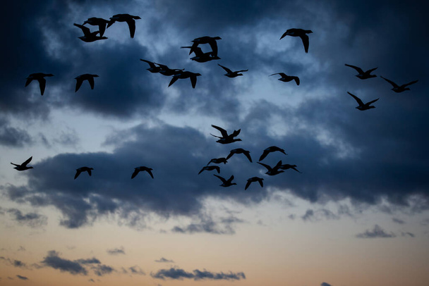 Hanhia lentämässä iltahämärässä dramaattista taivasta vasten Hampshiren etelärannikolla, Englannissa. Luonnonvaraisten eläinten ja kasvien suojelu ekosysteemi luonto - Valokuva, kuva