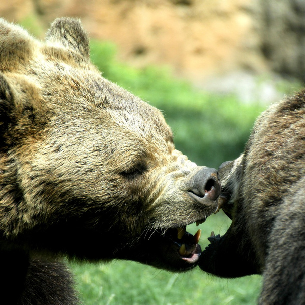 αρκούδες αγωνίζονται με τις ισχυρές βολές και να ανοίξει τα σαγόνια δαγκώματα - Φωτογραφία, εικόνα