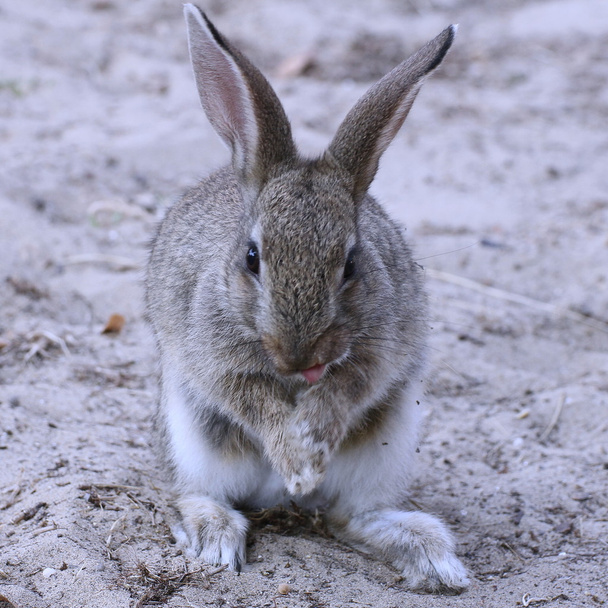 Bunny rabbit who pulls the tongue and smiles - Photo, Image