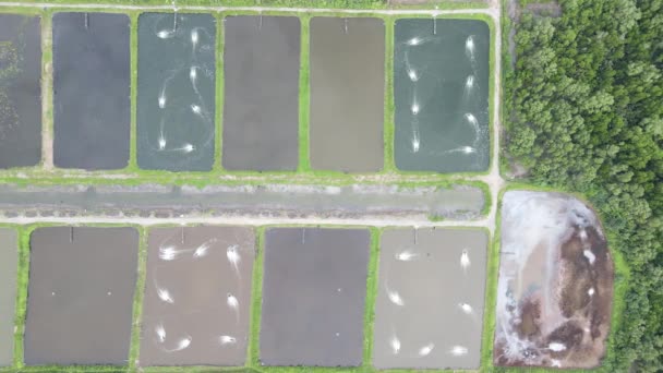 マレーシア・サラワク州のサンチュオン地域における養殖場とエビ養殖場の空中風景 - 映像、動画