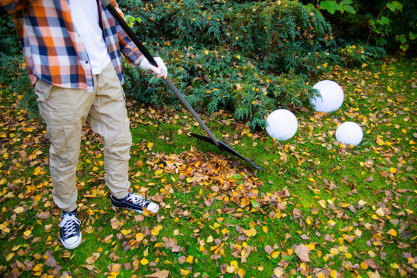 Collecting autumn leaves from a lawn with a rake. Autumn gardening works in a backyard.  - Foto, imagen