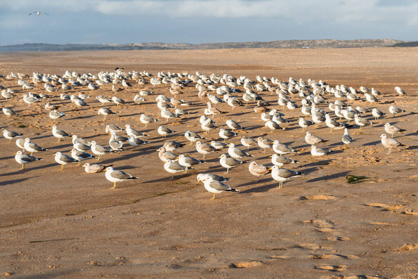 Great colony of seagulls on the beach at sunset, California Central Coast - Photo, Image