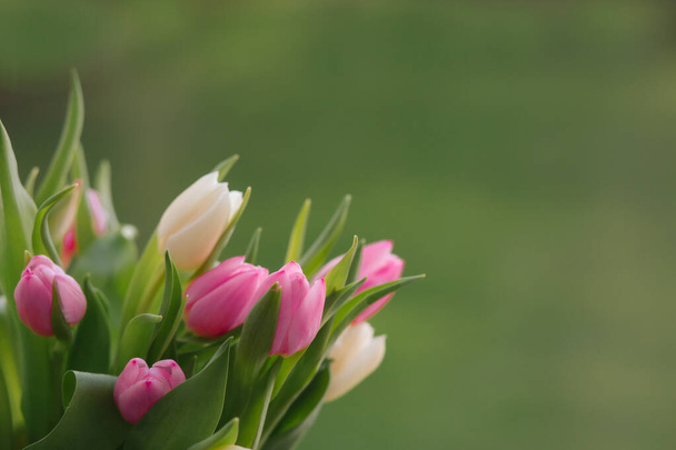 Tulipani su sfondo verde. Cartolina per la Festa della Donna, Festa della Mamma, 8 marzo o San Valentino. Primo piano. Il concetto di vacanze e auguri di buon giorno. - Foto, immagini