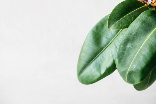 jonge mooie groene bladeren van de Ficus elastica plant op witte achtergrond met ruimte voor tekst, achtergrond, kant-en-klare poster voor het afdrukken - Foto, afbeelding