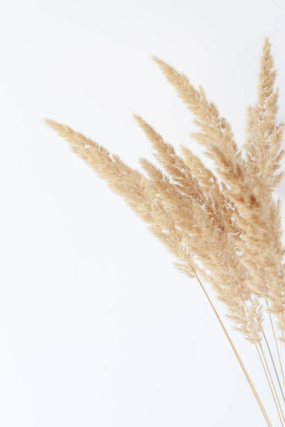 Dry reed grass close-up - Foto, Imagem