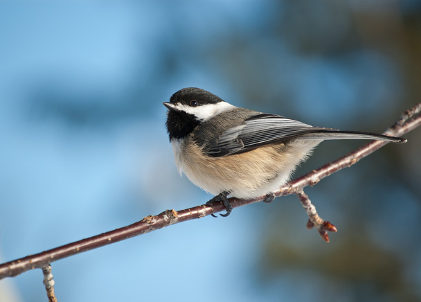 Black-capped Chickadee on a Branch - Photo, image