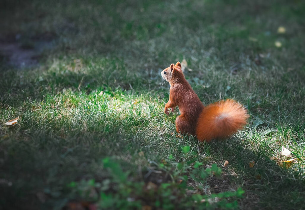 Red squirrel on the lawn in the park. The squirrel descended from the tree to the ground. - Foto, Imagen