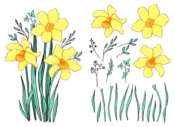 Spring wildflowers. A bouquet of snowdrops. Botanical elements set. Hand drawing. Line  art. - Vector, Image