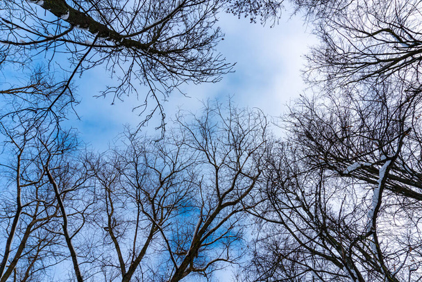 Coronas de árboles de abajo hacia arriba en invierno y cielo azul de primavera - Foto, Imagen