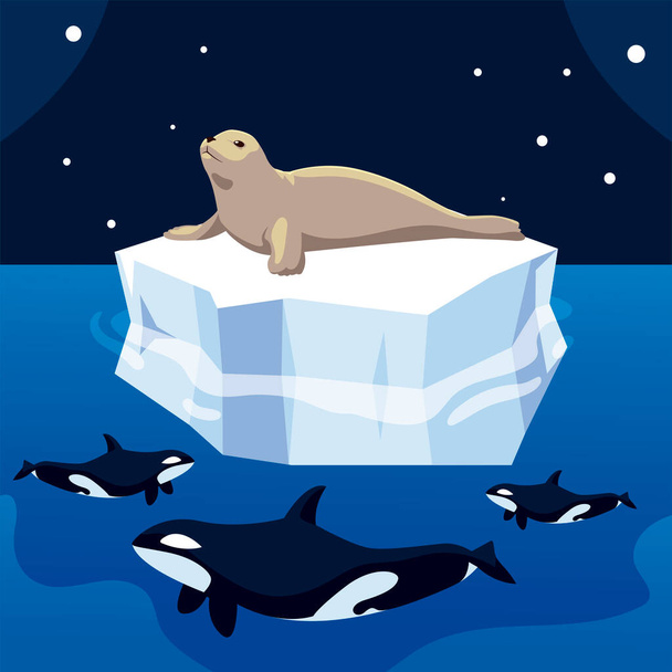 foca cazadora de ballenas asesina en iceberg, polo norte - Vector, imagen