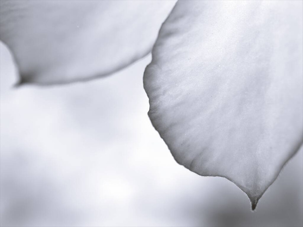 πέταλα λουλουδιών σε ασπρόμαυρη εικόνα, θολή φόντο, μακροεντολή και παλιά vintage style φωτογραφία για σχεδιασμό κάρτας, αφηρημένο φόντο - Φωτογραφία, εικόνα