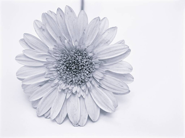 黒と白の画像で花, Gerbera daiy Transbal花の植物とぼやけた背景,カードデザインのためのマクロと古いヴィンテージスタイルの写真 - 写真・画像