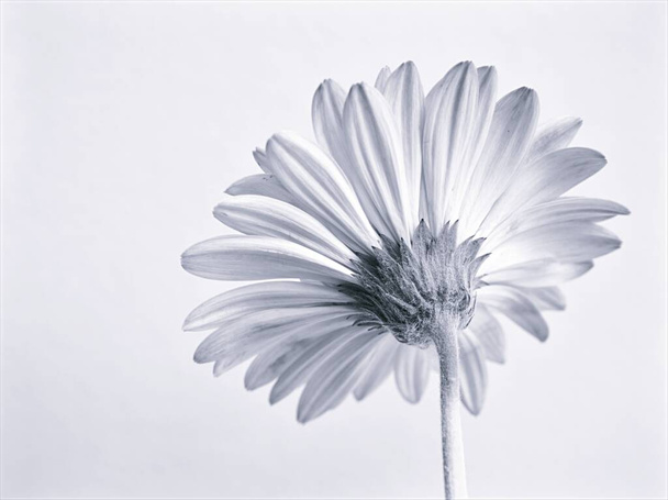 kukka mustavalkoinen kuva, Gerbera Päivänkakkara Transvaal kukka kasvit ja hämärtynyt tausta, makro- ja vanha vuosikerta tyyli kuva kortin suunnittelu - Valokuva, kuva