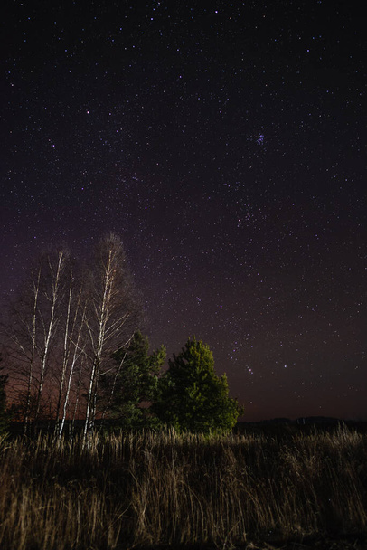 Starry sky over birch and pine - Fotoğraf, Görsel