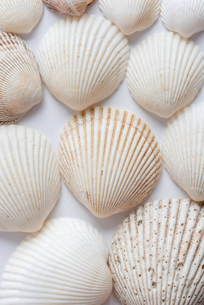 Fundo texturizado natural de conchas do mar de vários tamanhos, dobrado na forma de escalas - Foto, Imagem