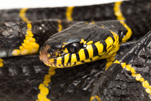 Boiga dendrophila, powszechnie nazywany wężem mangrowym lub złotym pierścieniem węża kota na białym tle - Zdjęcie, obraz