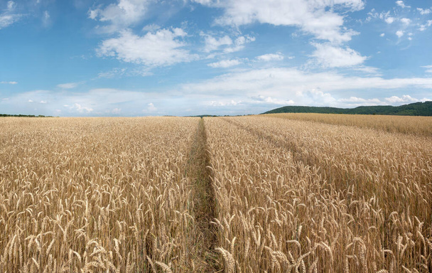 Jasnobrązowe ziarno pszenicy z pasa w lecie tuż przed zbiorami - Zdjęcie, obraz