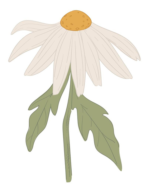 Camomile flower with petals, daisy or wildflower - Vector, Imagen