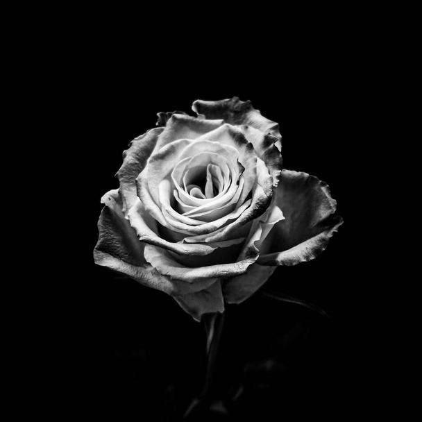 A greyscale shot of a rose isolated on a black background - Foto, imagen