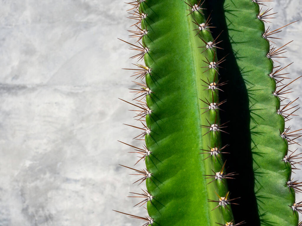 Close-up groene cactus op grunge betonnen muurachtergrond op zonnige dag met kopieerruimte, minimale stijl. Cactus plant groeien buiten. - Foto, afbeelding