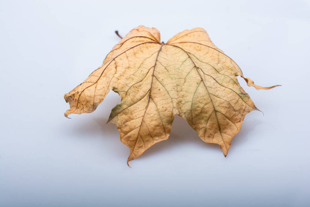 A closeup shot of dried leaf isolated on white background - Φωτογραφία, εικόνα