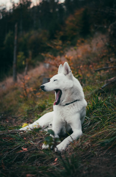 A vertical shot of a white swiss shepherd dog yawning while lying on the grass - 写真・画像