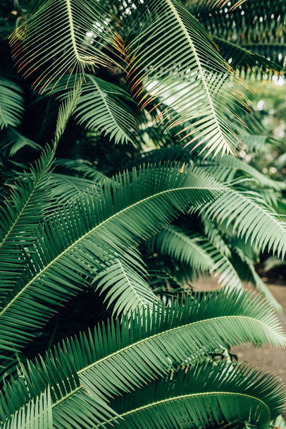 A vertical shot of exotic tree leaves in a home garden. perfect for wallpaper - Foto, Bild