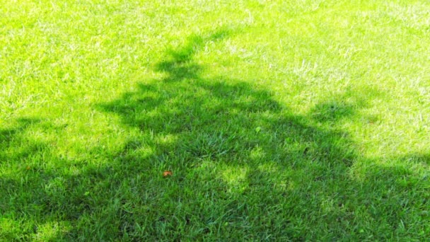 ağaç shadows çimenlerin üzerinde - Video, Çekim