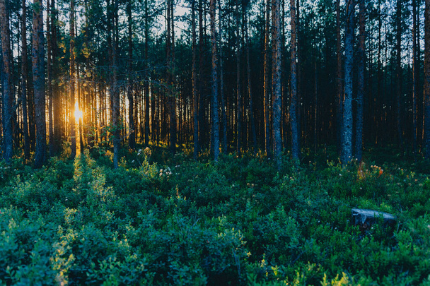 The sunset behind trees in a forest - Photo, Image