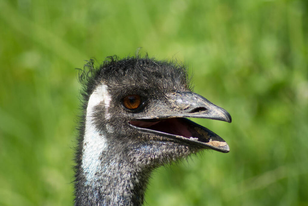 A closeup view of an emu bird standing in the middle of the field on a blurry background - Φωτογραφία, εικόνα