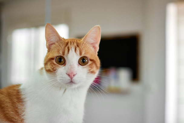 A funny white and orange cat with big surprised eyes - Foto, Imagen