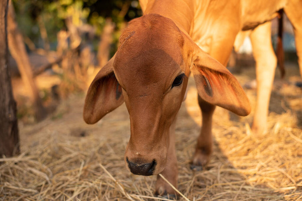Animal Vaca marrón en Tailandia. - Foto, Imagen