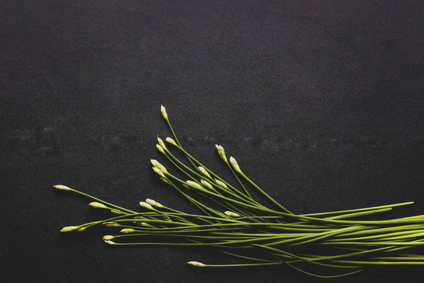 A top view of of stalks of white flowers with closed buds isolated on a black background - Foto, Bild