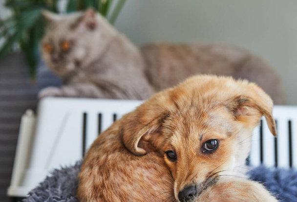 A cute white ginger puppy is lying on its bed with a British cat in the background. - Photo, image