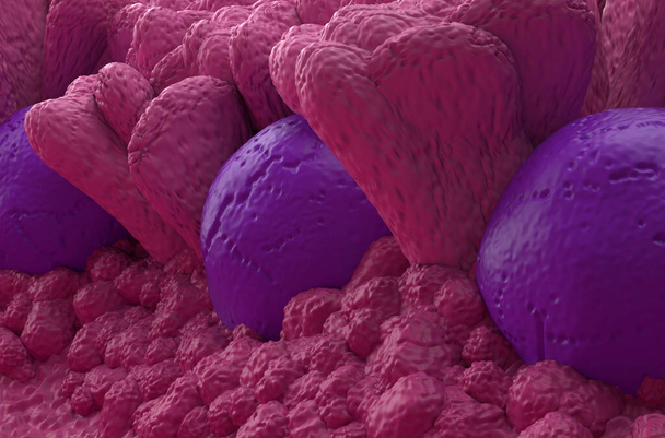 Łaty Peyera tkanki limfoidalnej w organizmie człowieka część układu odpornościowego 3d ilustracja zbliżenie - Zdjęcie, obraz