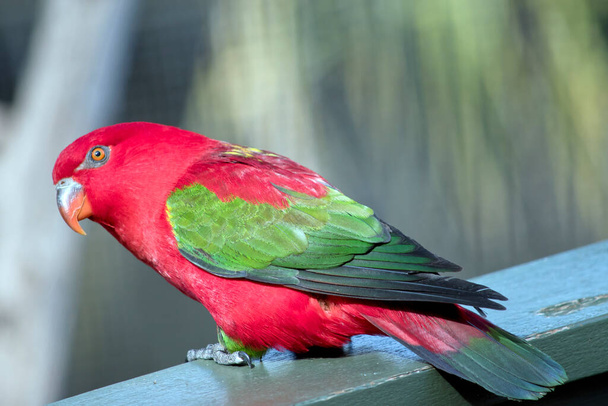 the chattering lory is a colorful bird with orange eyes and beak - Foto, Imagem