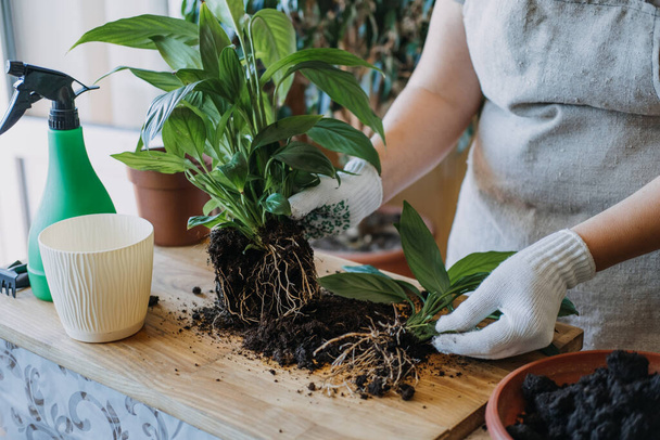 Spring Houseplant Care, Waking Up Indoor Plants voor de lente. Vrouw transplanteert plant in nieuwe pot thuis. Tuinplant Spathiphyllum - Foto, afbeelding